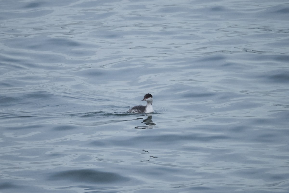 Horned Grebe - ML647467742