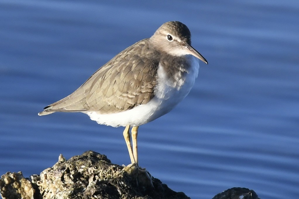 Spotted Sandpiper - ML647467743
