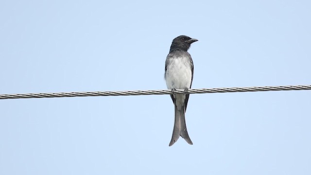 Drongo à ventre blanc - ML647467744