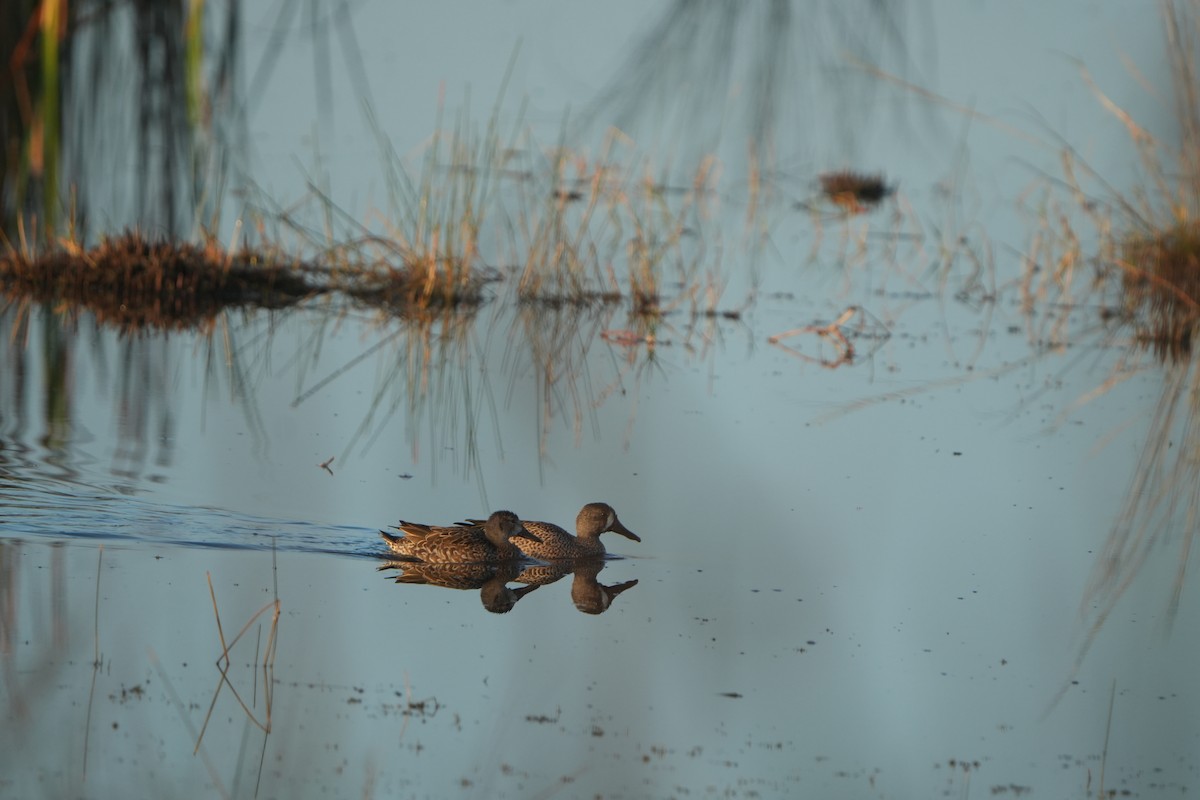 Blue-winged Teal - ML647467745