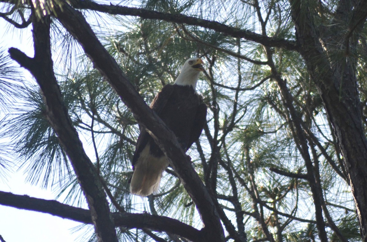 Bald Eagle - ML647467746