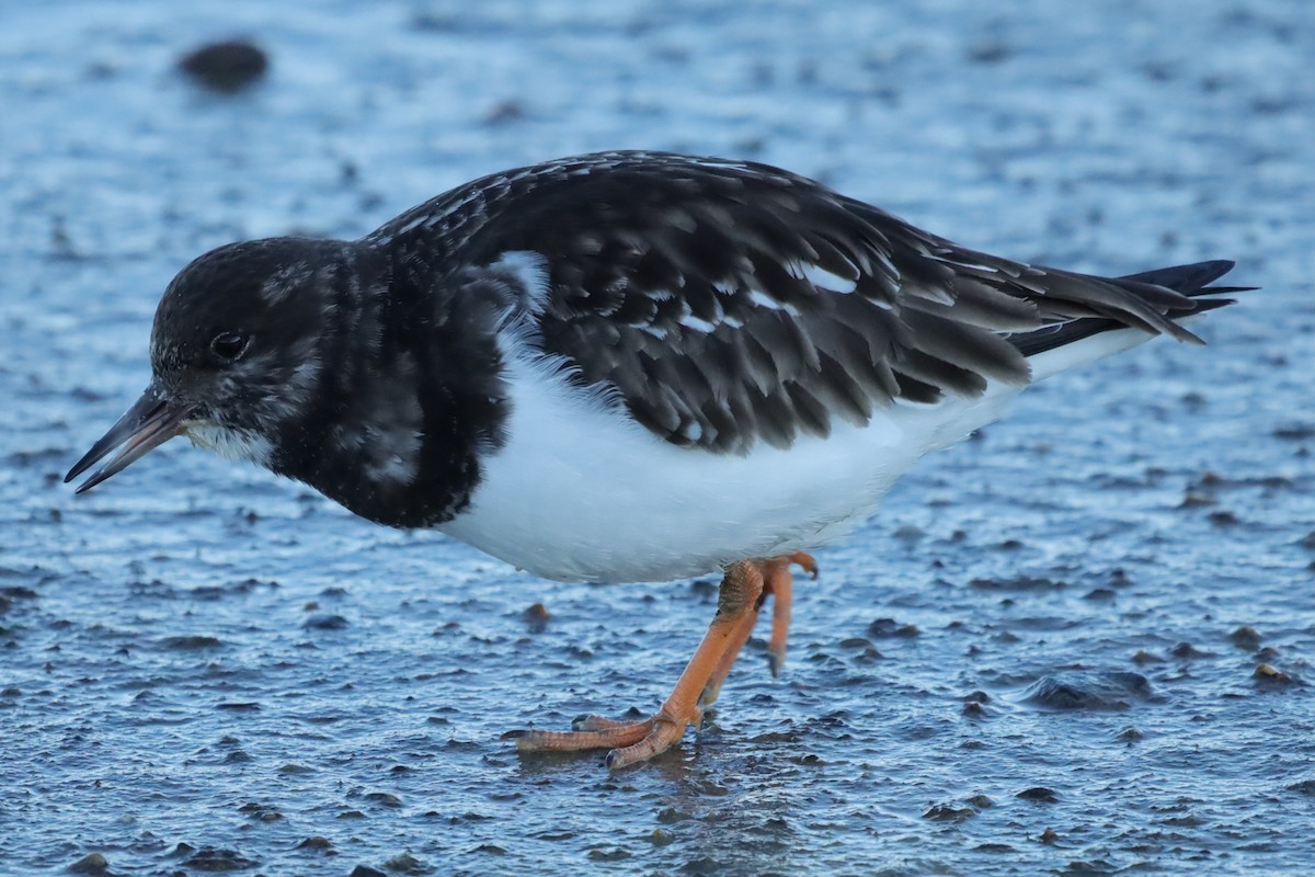 Ruddy Turnstone - ML647467747