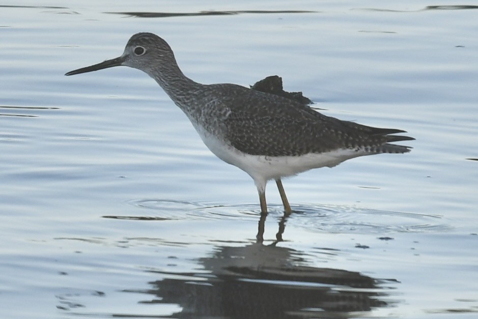 Greater Yellowlegs - ML647467749