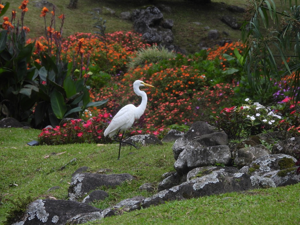 Great Egret - ML647467757