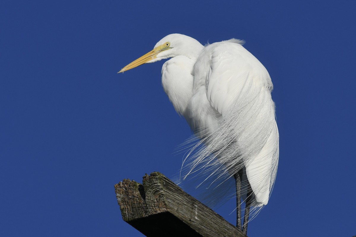 Great Egret - ML647467761
