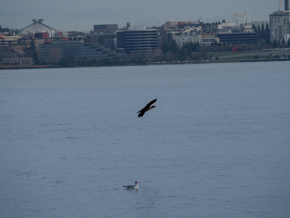 Double-crested Cormorant - ML647467762