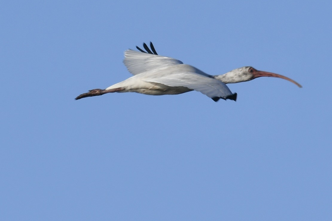 White Ibis - ML647467764
