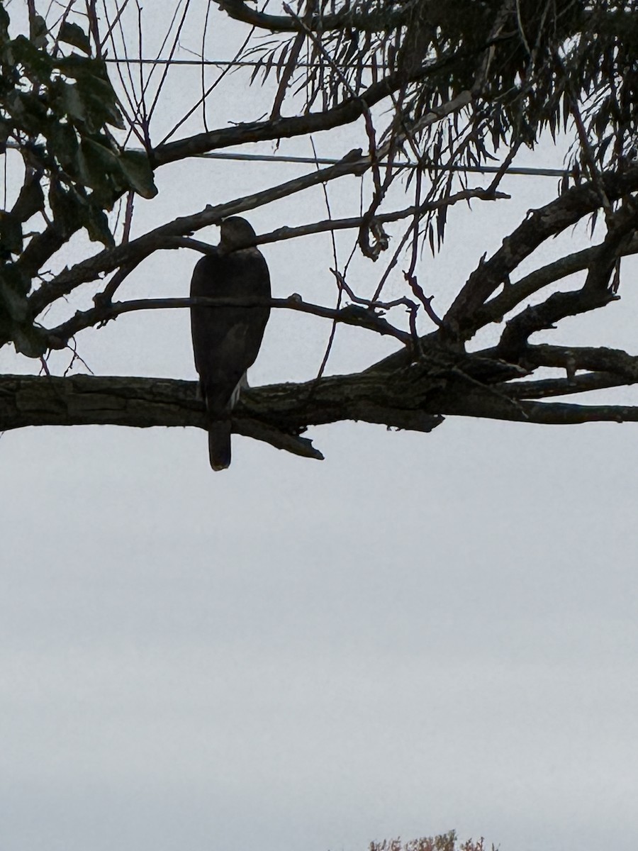 Cooper's Hawk - ML647467765
