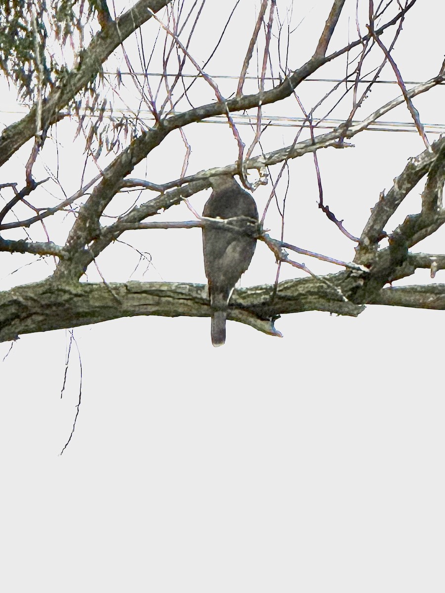Cooper's Hawk - ML647467766
