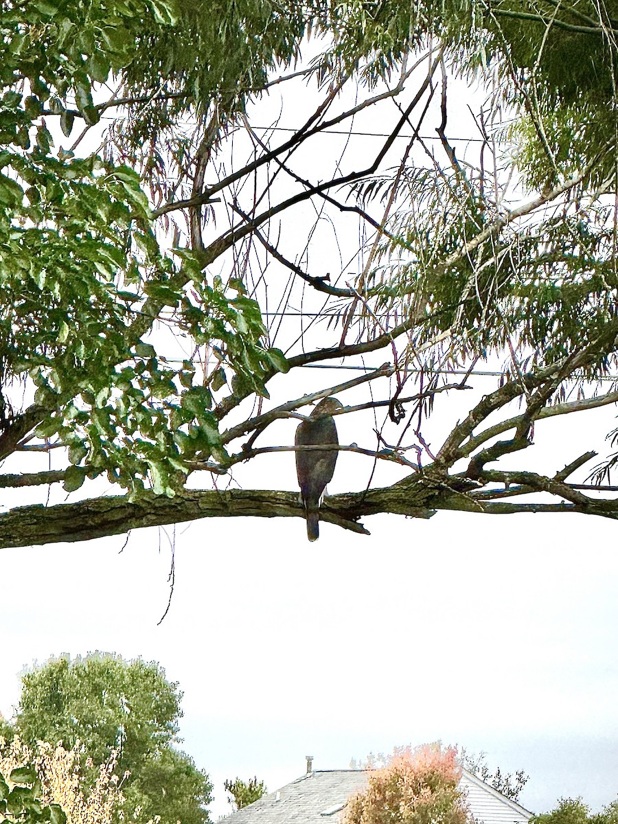 Cooper's Hawk - ML647467767