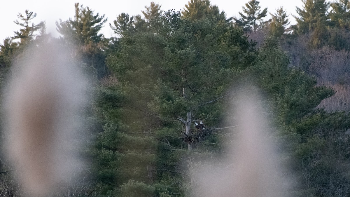 Bald Eagle - ML647467768