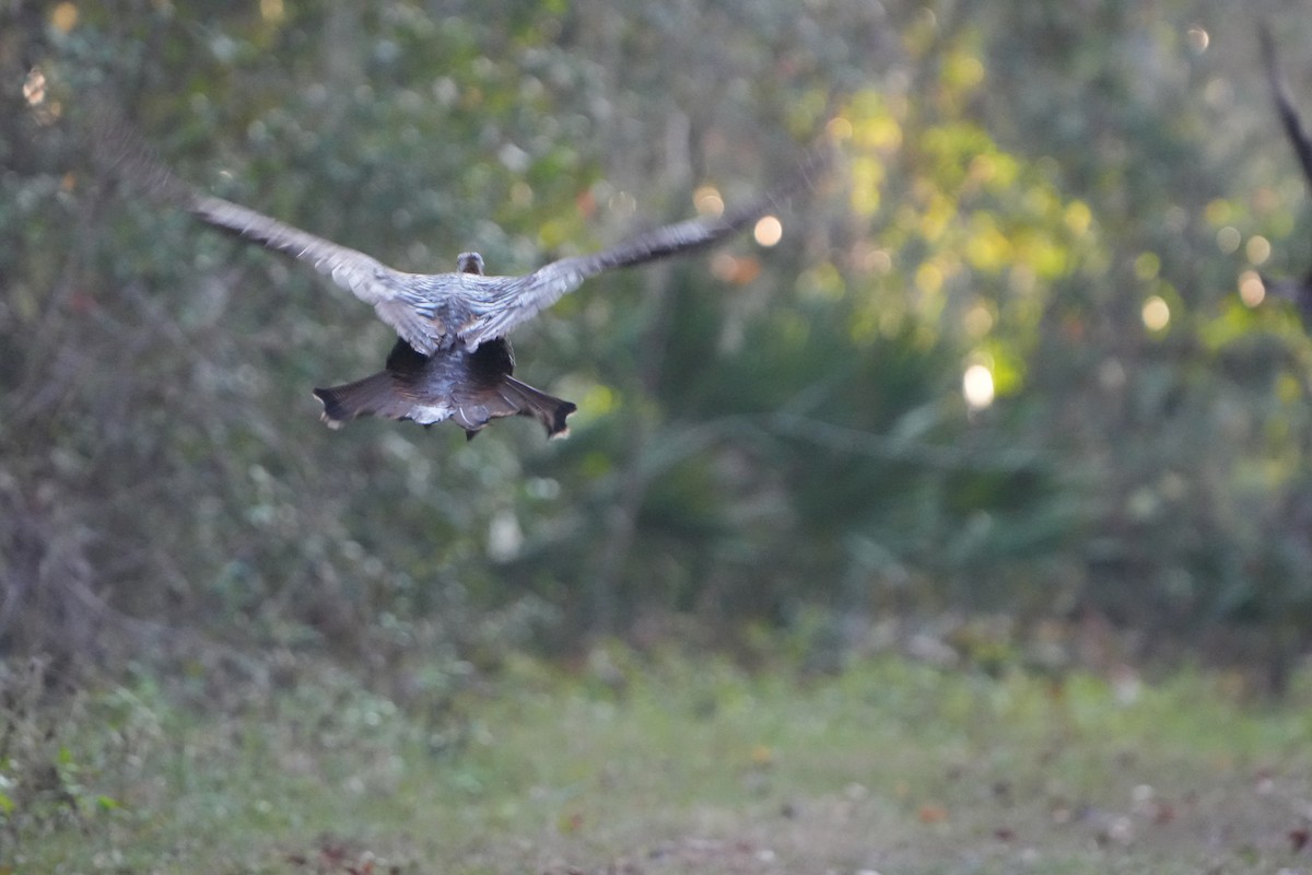 シチメンチョウ - ML647467771