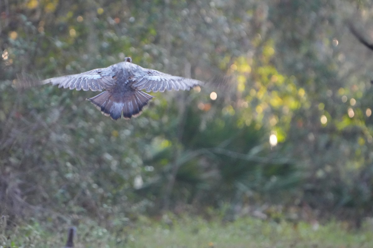 シチメンチョウ - ML647467773