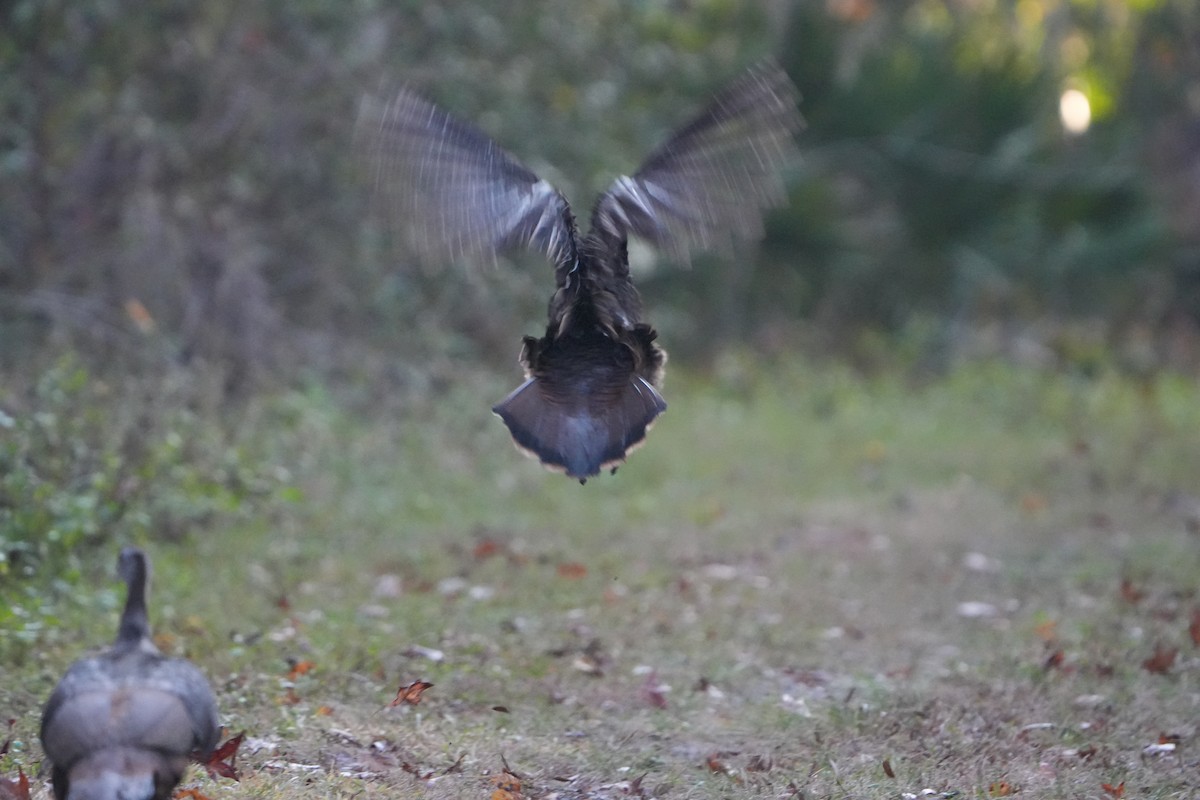 シチメンチョウ - ML647467774