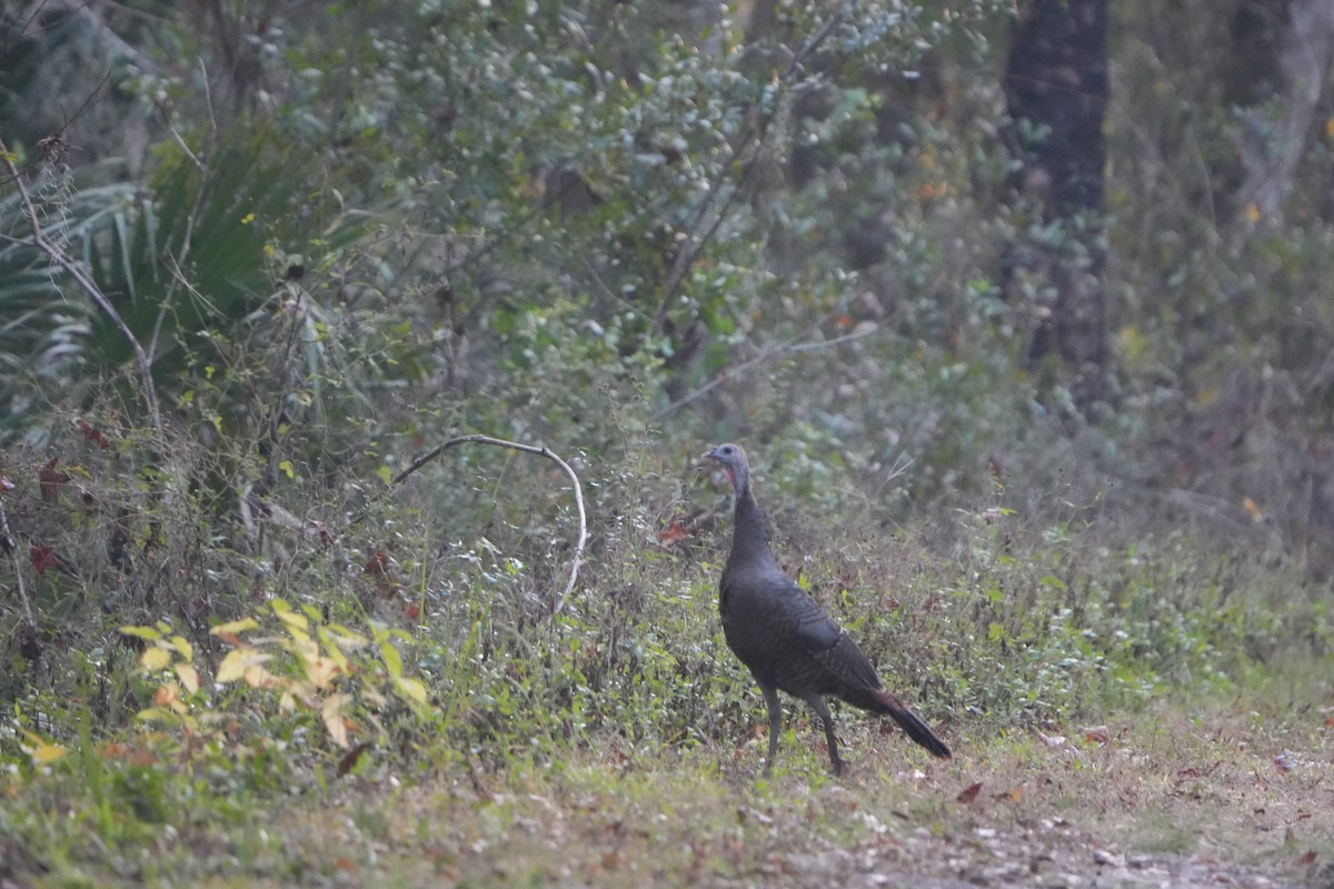 シチメンチョウ - ML647467775