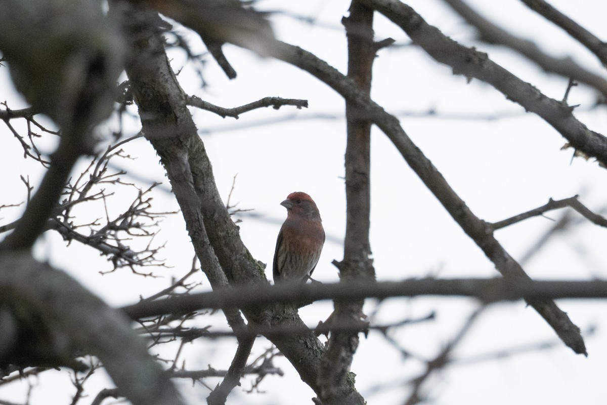 House Finch - ML647467777