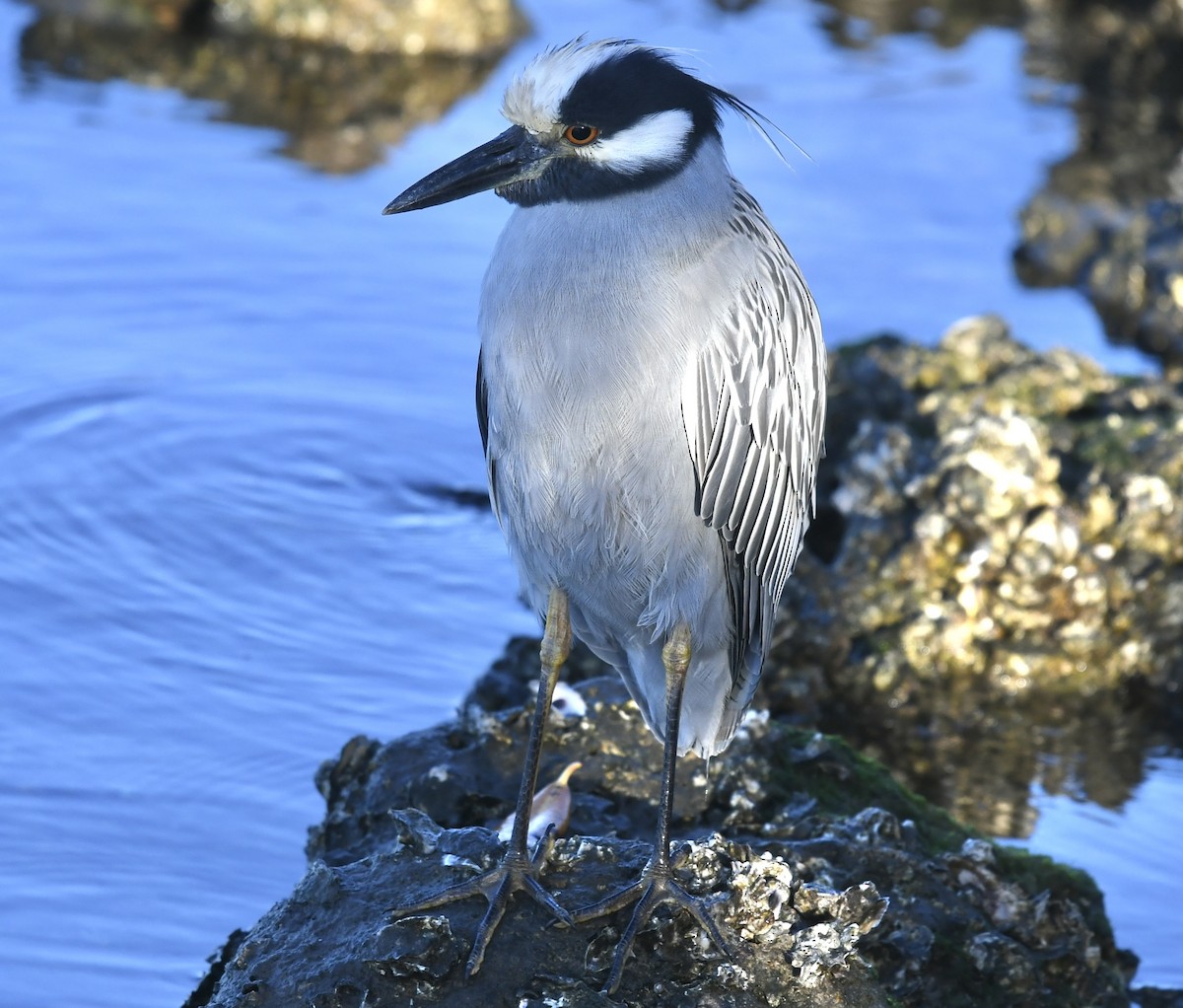 Yellow-crowned Night Heron - ML647467778