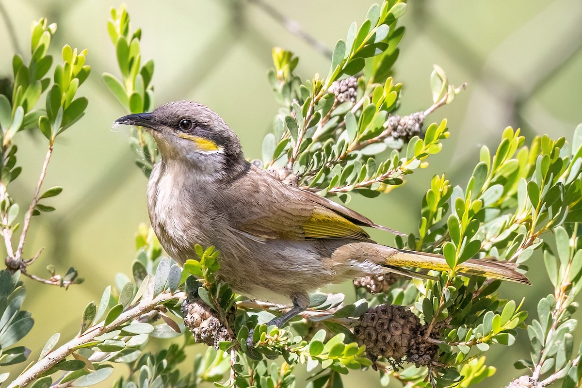 Singing Honeyeater - ML647467779