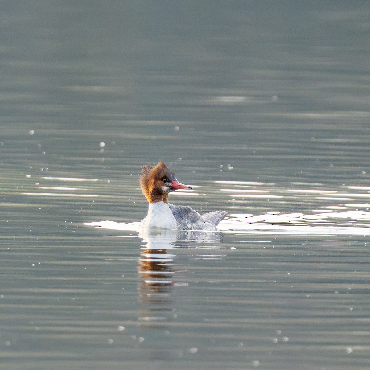 Ruddy Duck - ML647467782