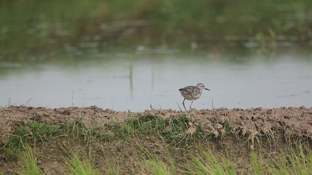 Wood Sandpiper - ML647467810