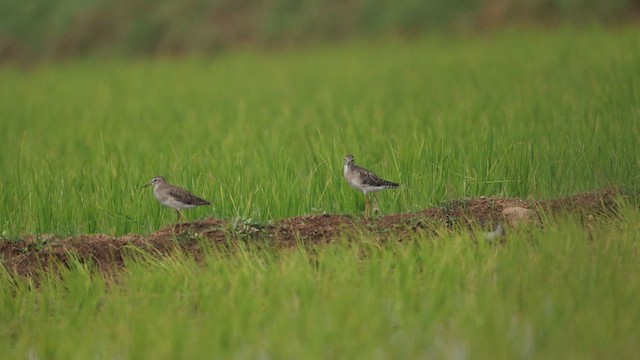 Коловодник болотяний - ML647467814