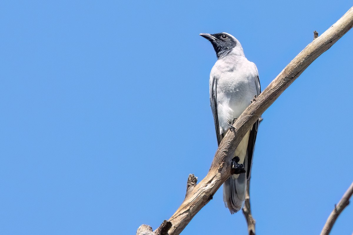 Black-faced Cuckooshrike - ML647467824