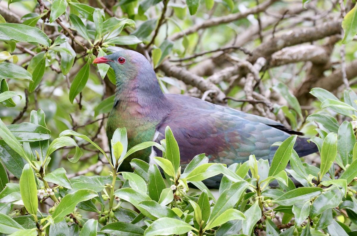 New Zealand Pigeon - ML647467825