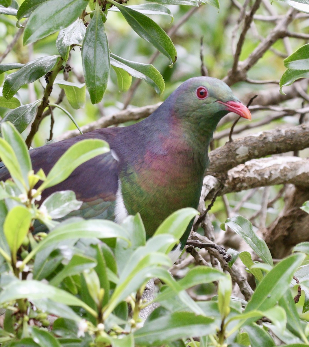 New Zealand Pigeon - ML647467828
