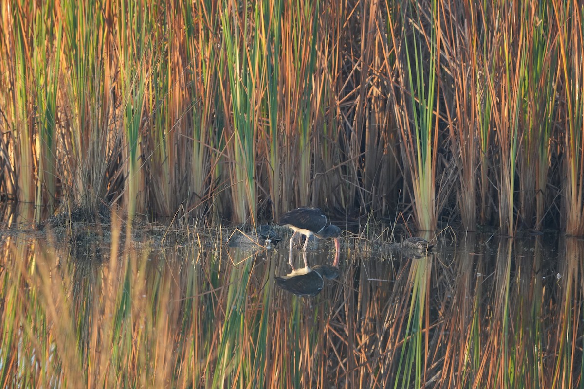 White Ibis - ML647467834