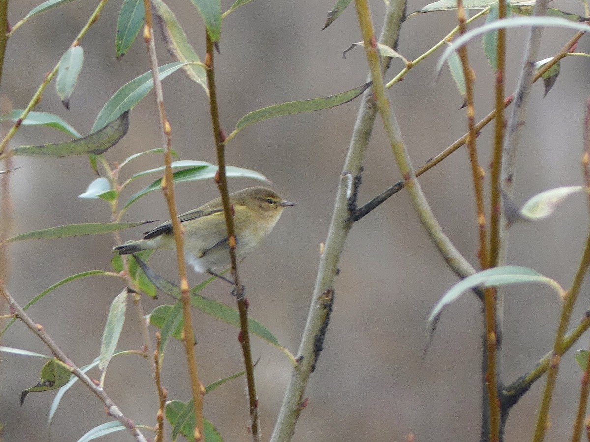 Mosquitero Común - ML647467850