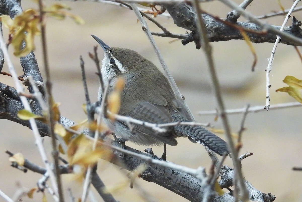Bewick's Wren - ML647467858
