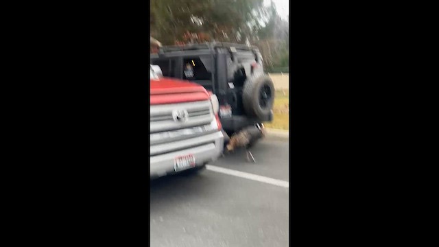 シチメンチョウ - ML647467867