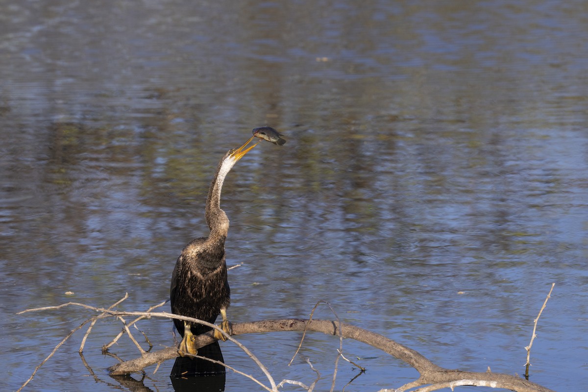 Doğu Yılanboyunu - ML647467891