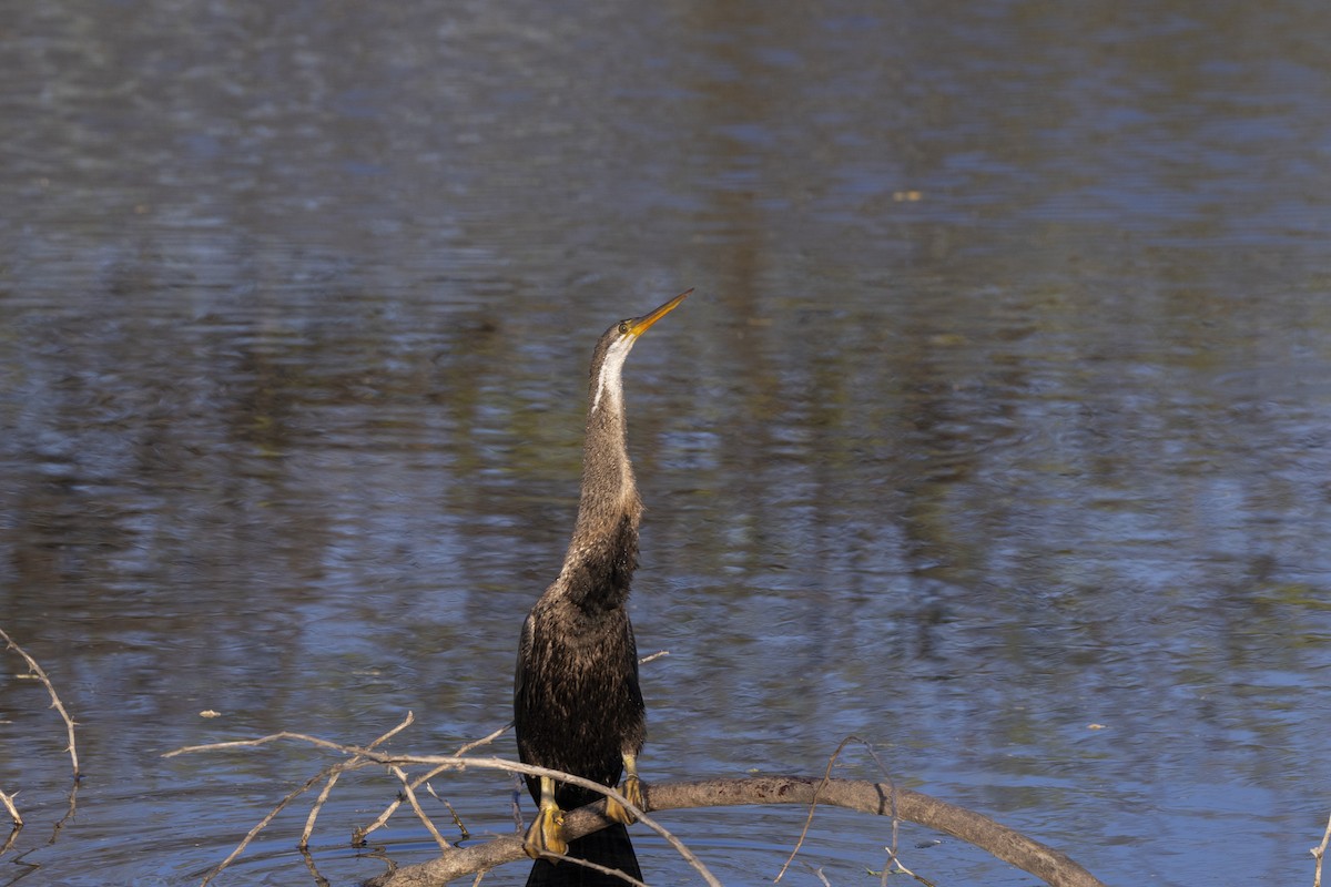 Doğu Yılanboyunu - ML647467893
