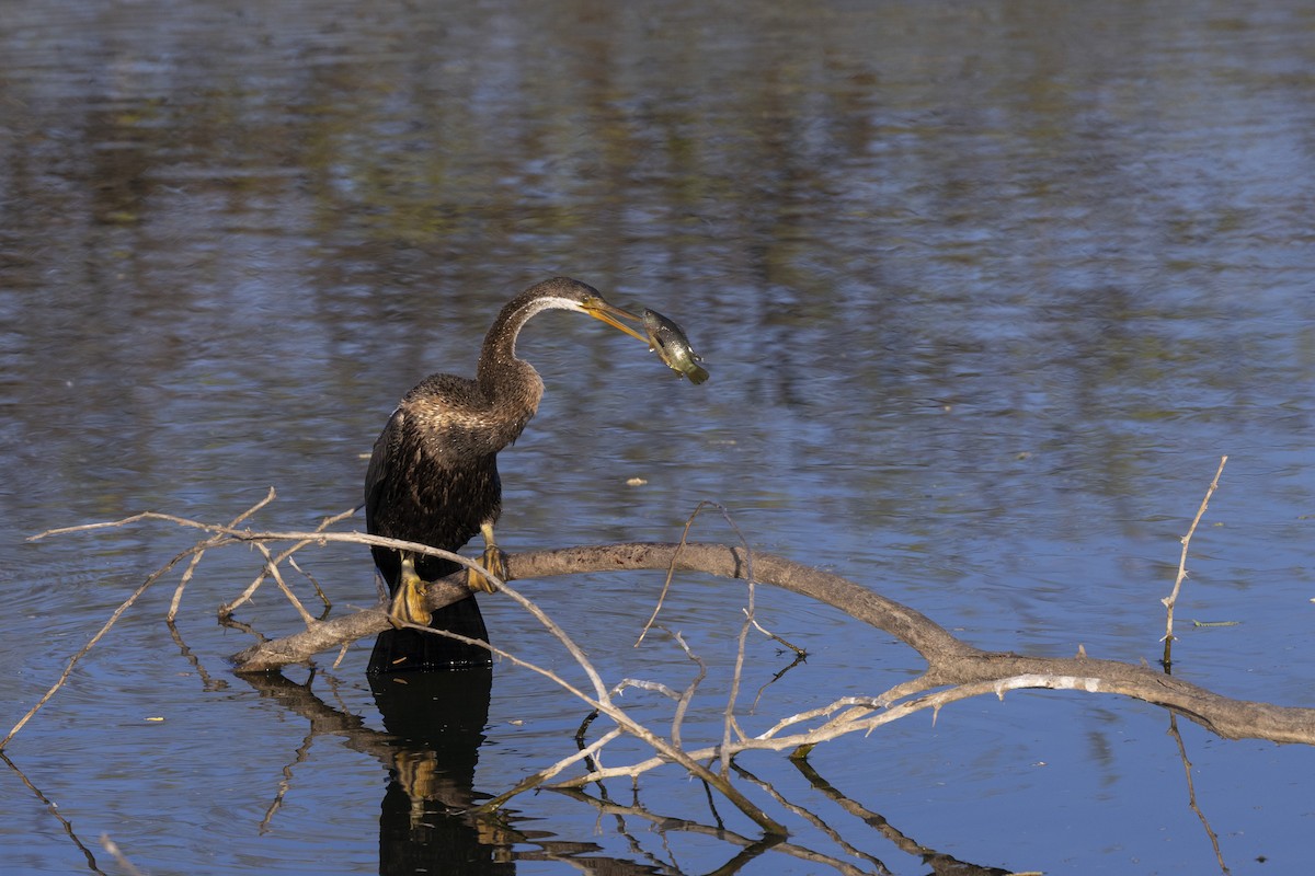 Doğu Yılanboyunu - ML647467894