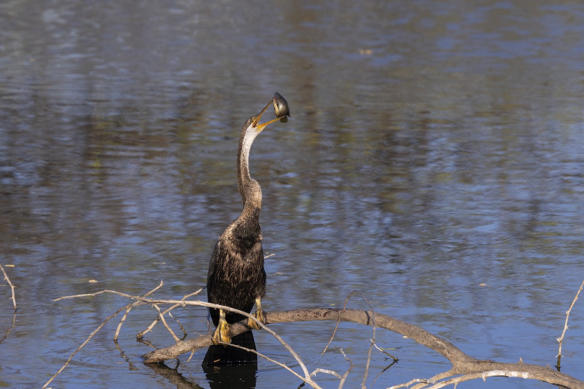 Doğu Yılanboyunu - ML647467895