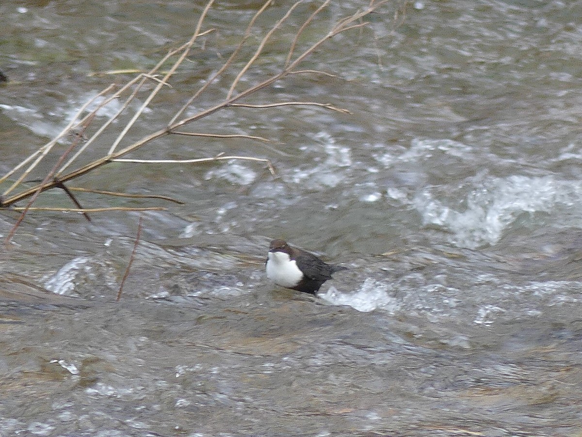 White-throated Dipper - ML647467903