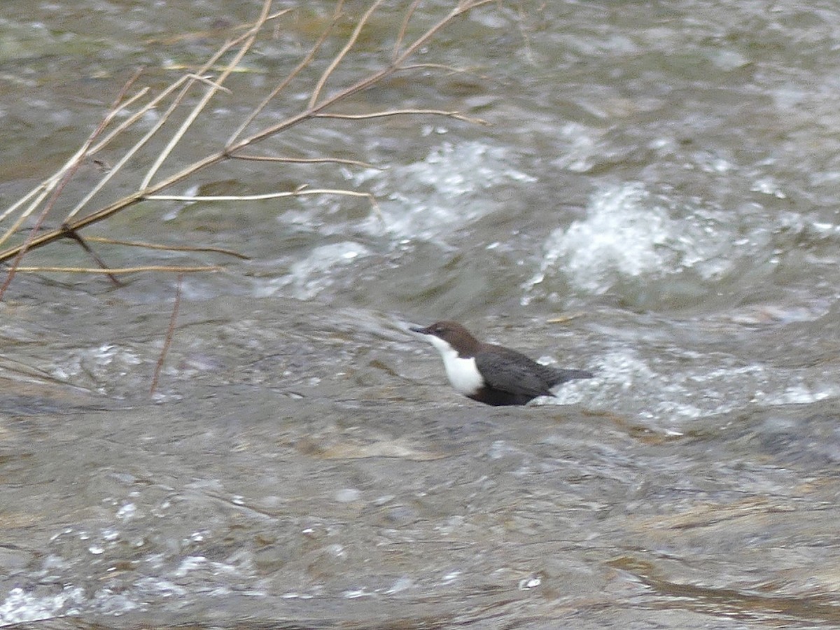White-throated Dipper - ML647467904