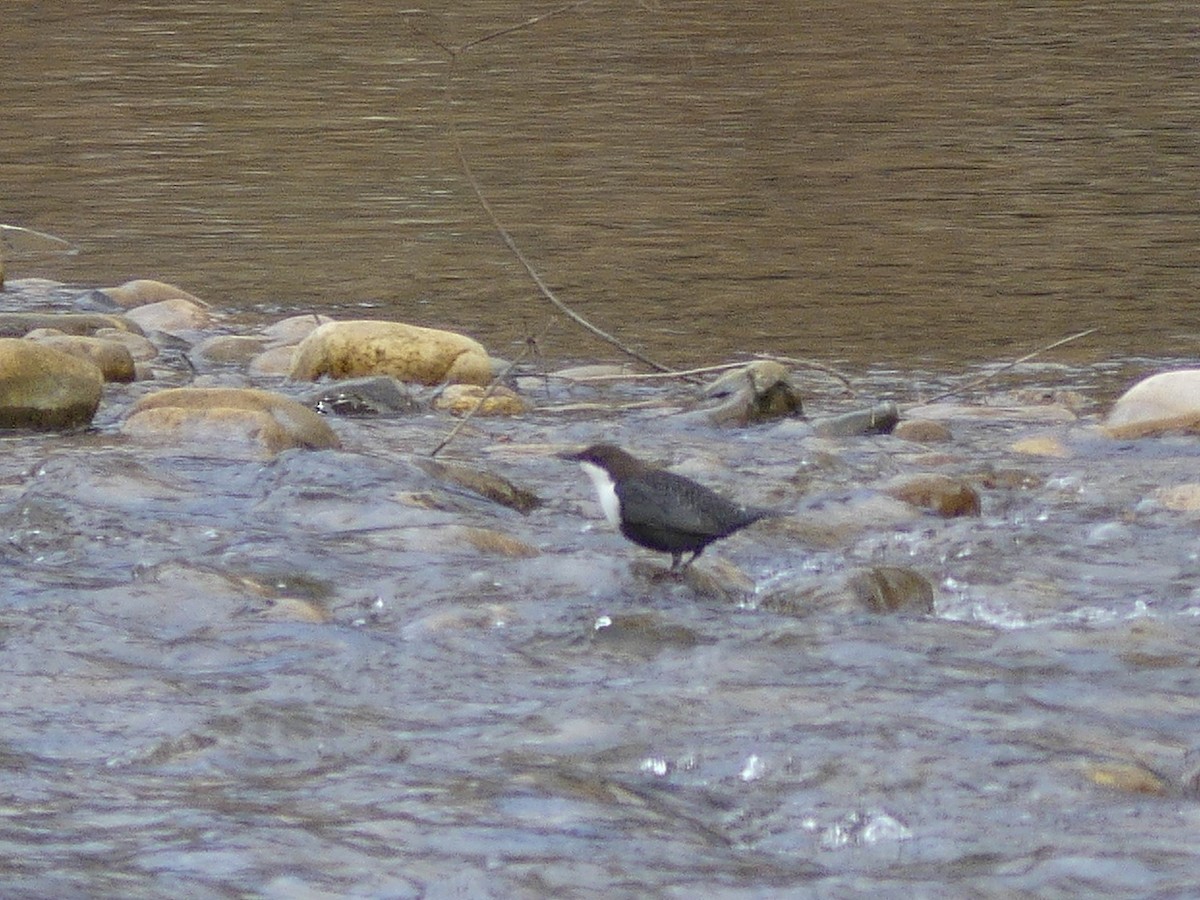White-throated Dipper - ML647467905