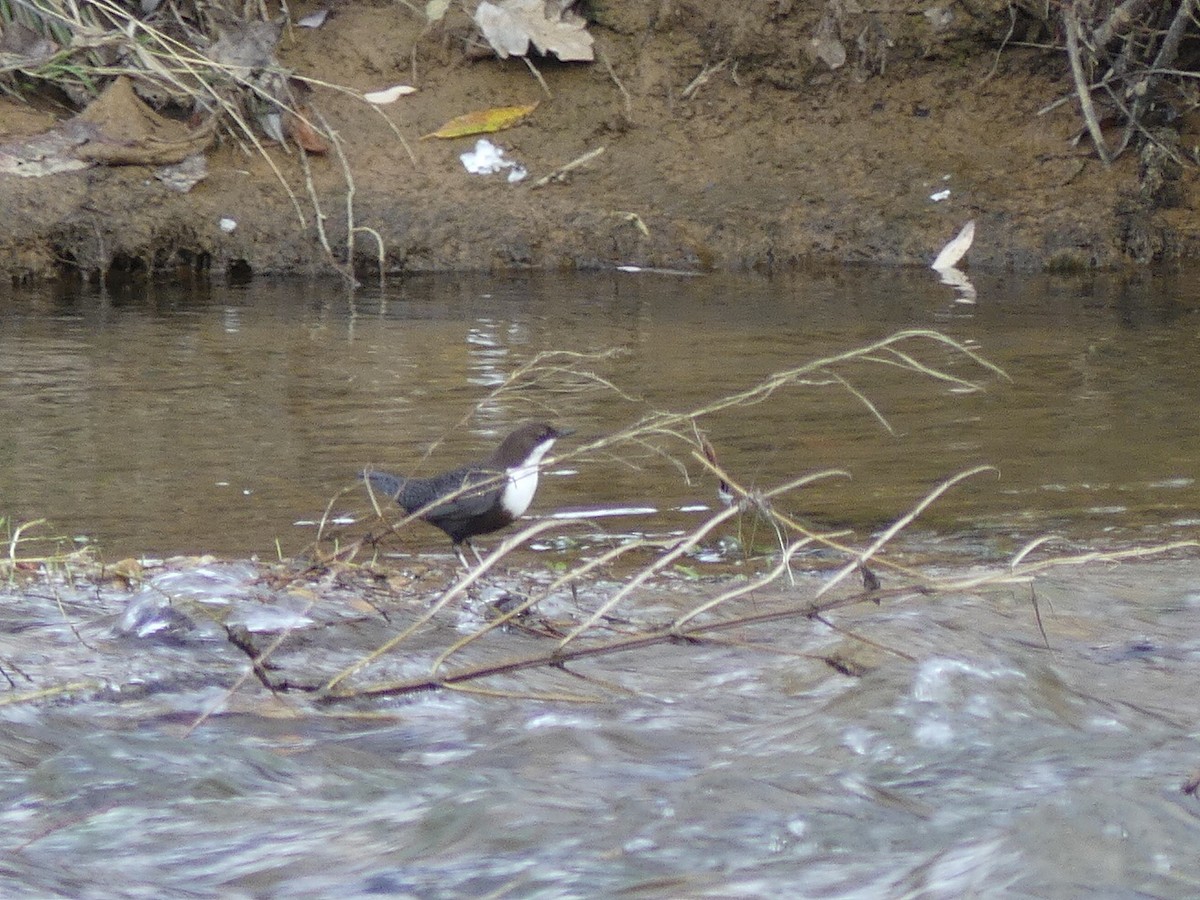 White-throated Dipper - ML647467906