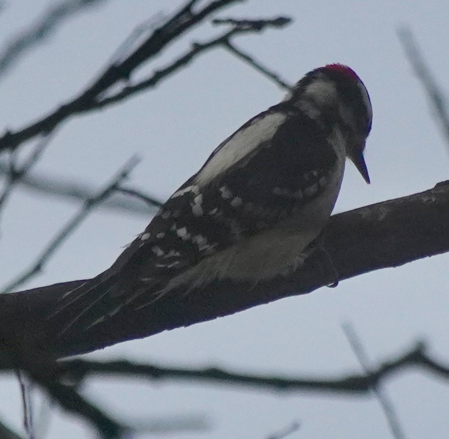 Dunenspecht - ML647467916