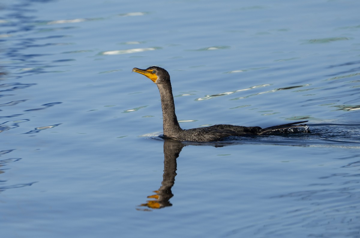 Ушастый баклан - ML647467969