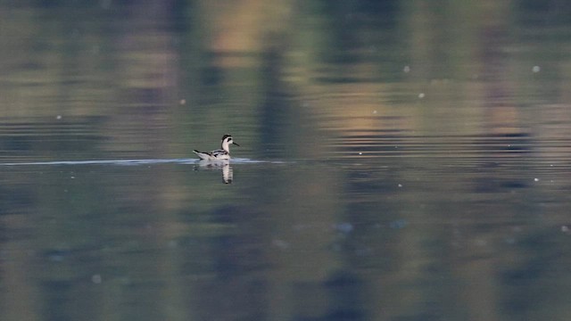 Phalarope à bec étroit - ML647467990