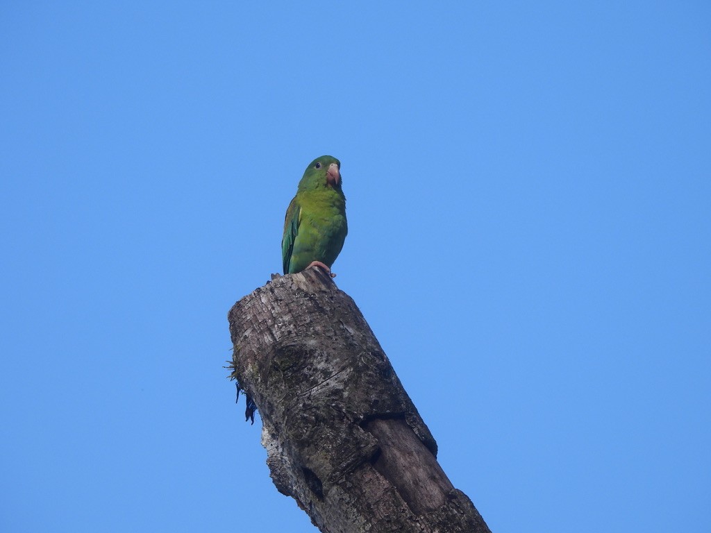 Orange-chinned Parakeet - ML647468018