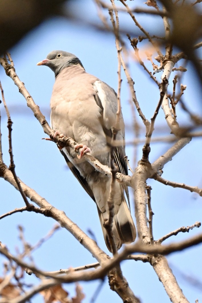 Pagausoa - ML647468019