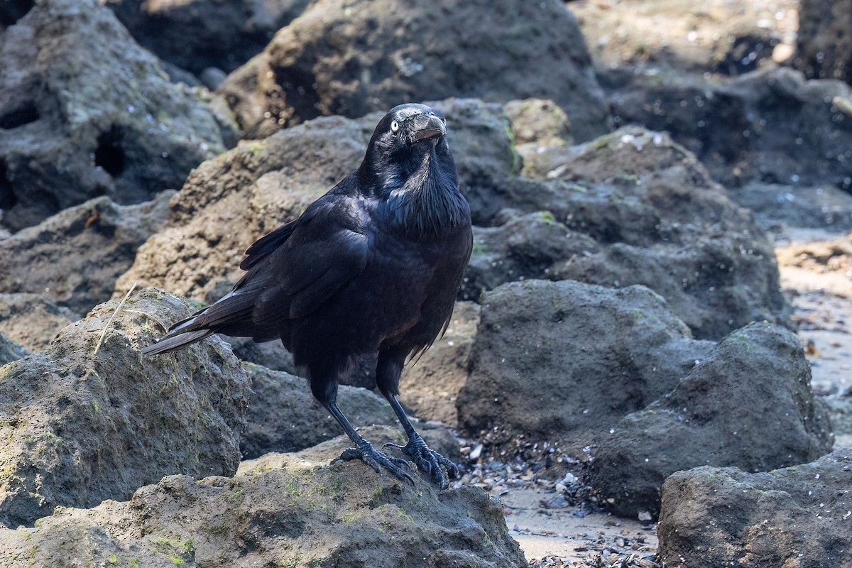 Australian Raven - ML647468021