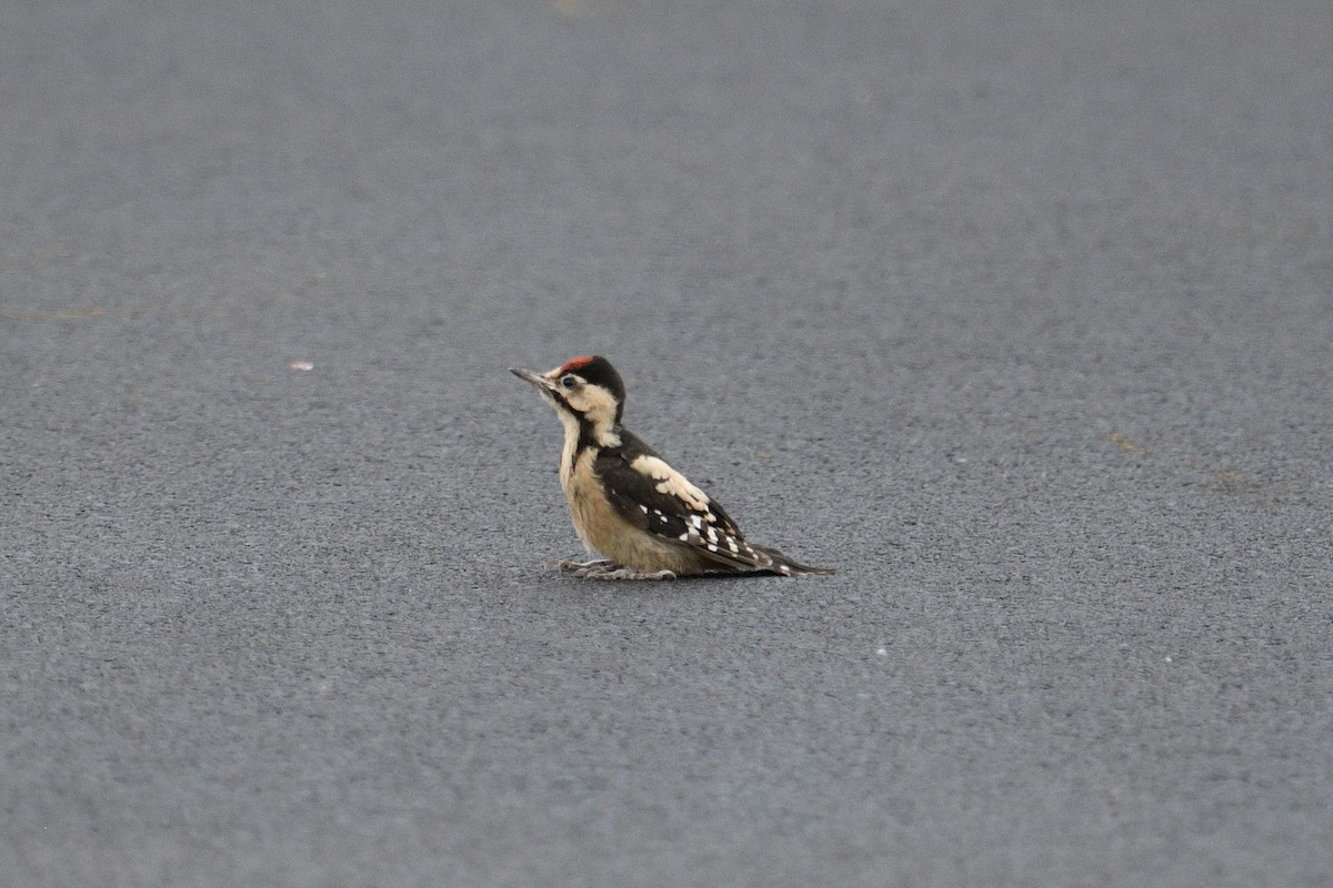 Okil siriarra - ML647468022