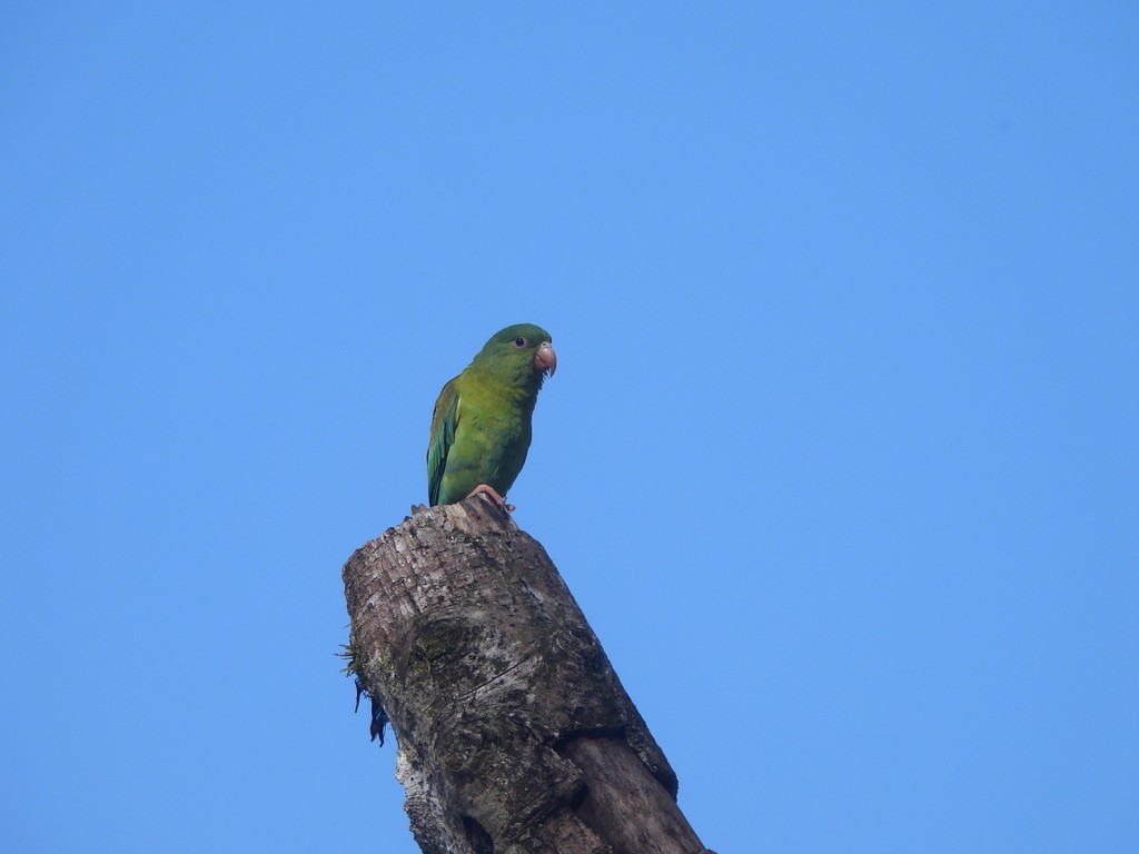 Orange-chinned Parakeet - ML647468023