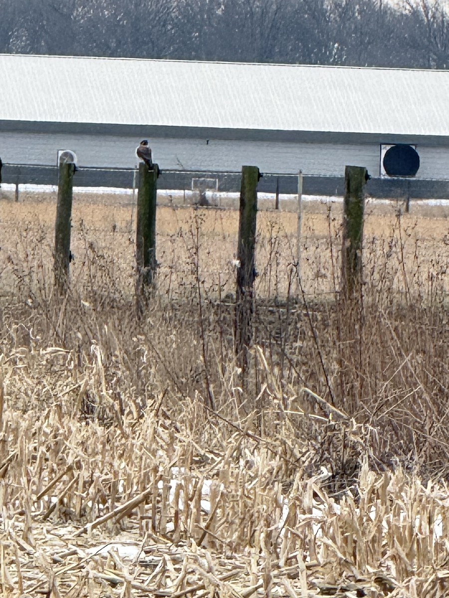 Belatz amerikarra - ML647468027