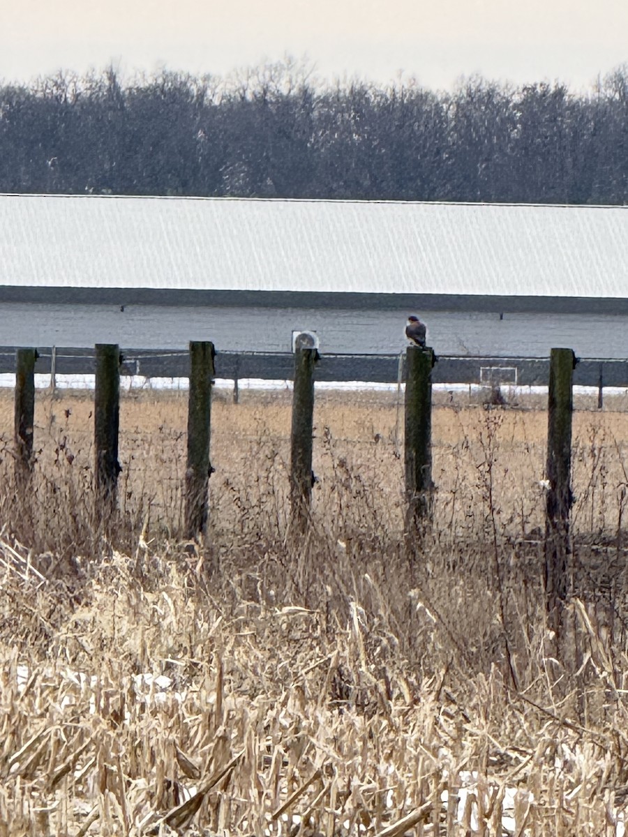 Belatz amerikarra - ML647468028